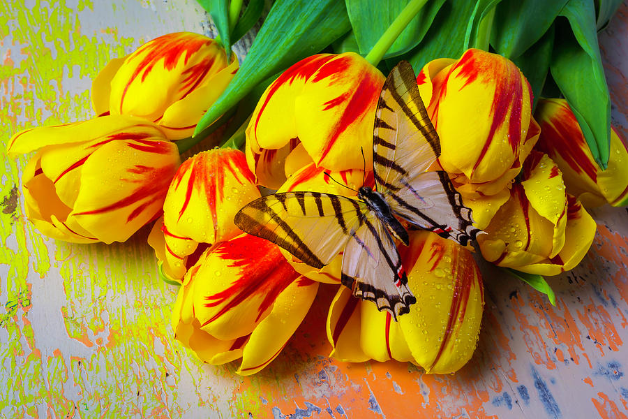 White Butterfly On Yellow Red Tulips Photograph by Garry Gay