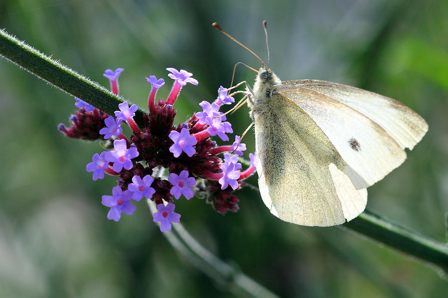White butterfly Photograph by Pierre Leclerc Photography