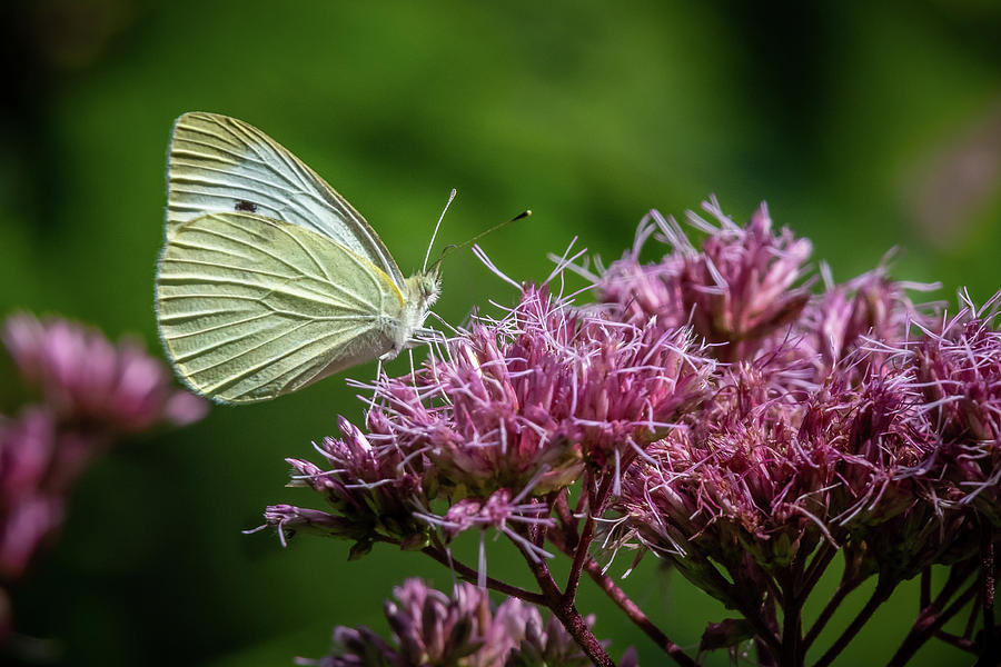 White Butterfly Pink Flower Photograph