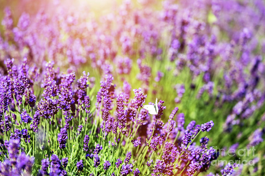 White butterfly sitting on lavender flower. Photograph by Michal Bednarek