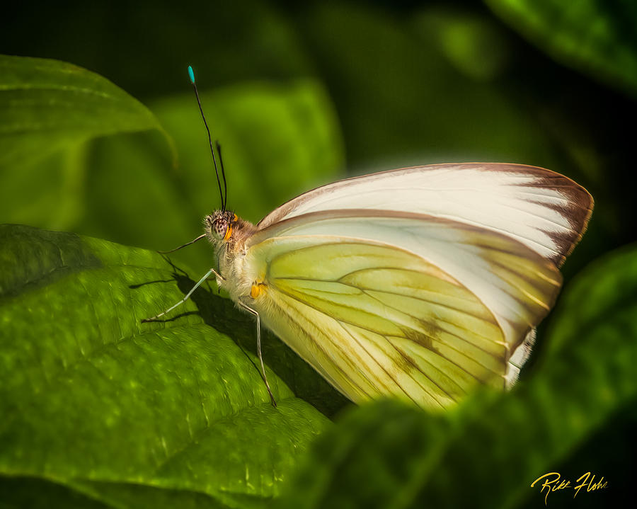 White Butterfly Sunning Photograph by Rikk Flohr