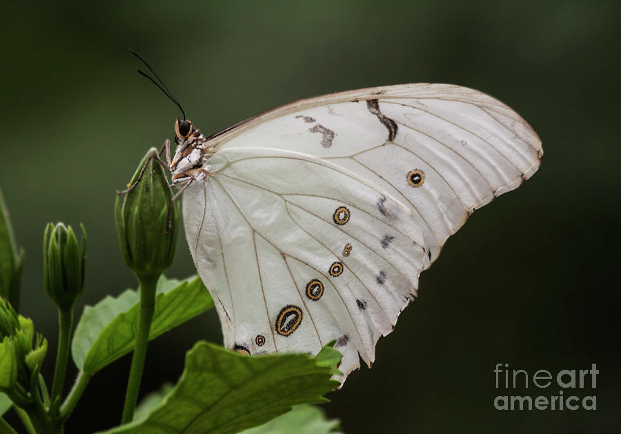 White butterfly surrounded by Green Photograph by Ruth Jolly