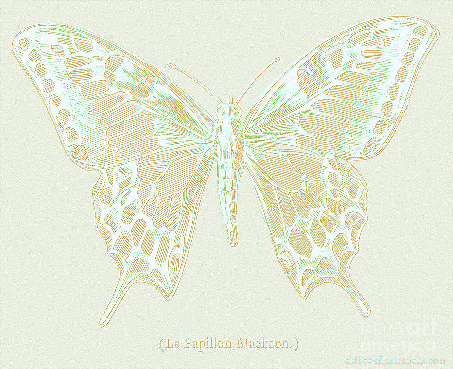 White Butterfly Swallow Tail Le Papillon Machaon cream background Digital Art by Vintage Collectables