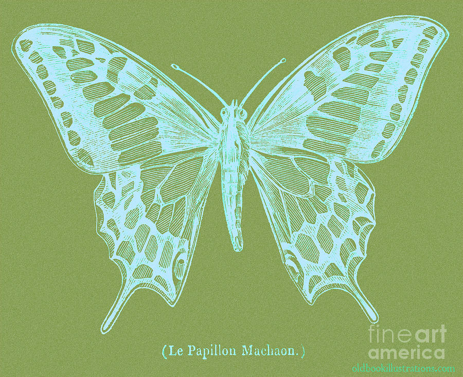 White Butterfly Swallow Tail Le Papillon Machaon green background Digital Art by Vintage Collectables