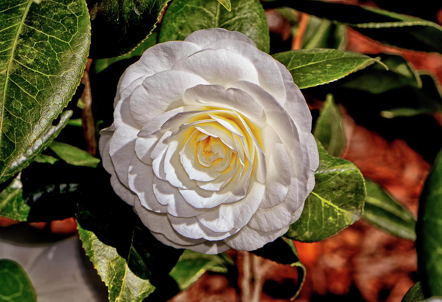 White By The Gate Camellia - Camellia japonica 001 Photograph by George Bostian