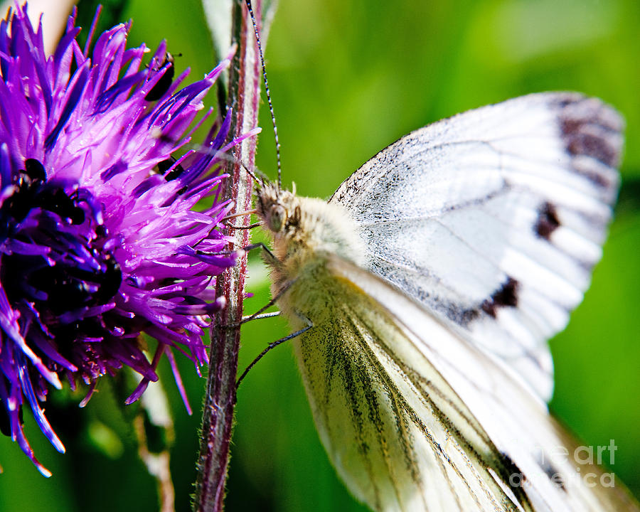 White Cabbage Butterfly Pieris Rapae On Purple Thistle Flower Photograph