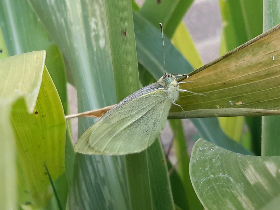 White Cabbage Moth Up Close Photograph by Deborah Weinhart Fine Art