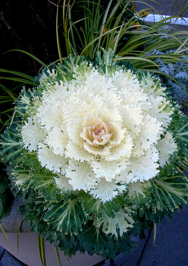 White Cabbage Plant Photograph by Maro Kentros - Fine Art America