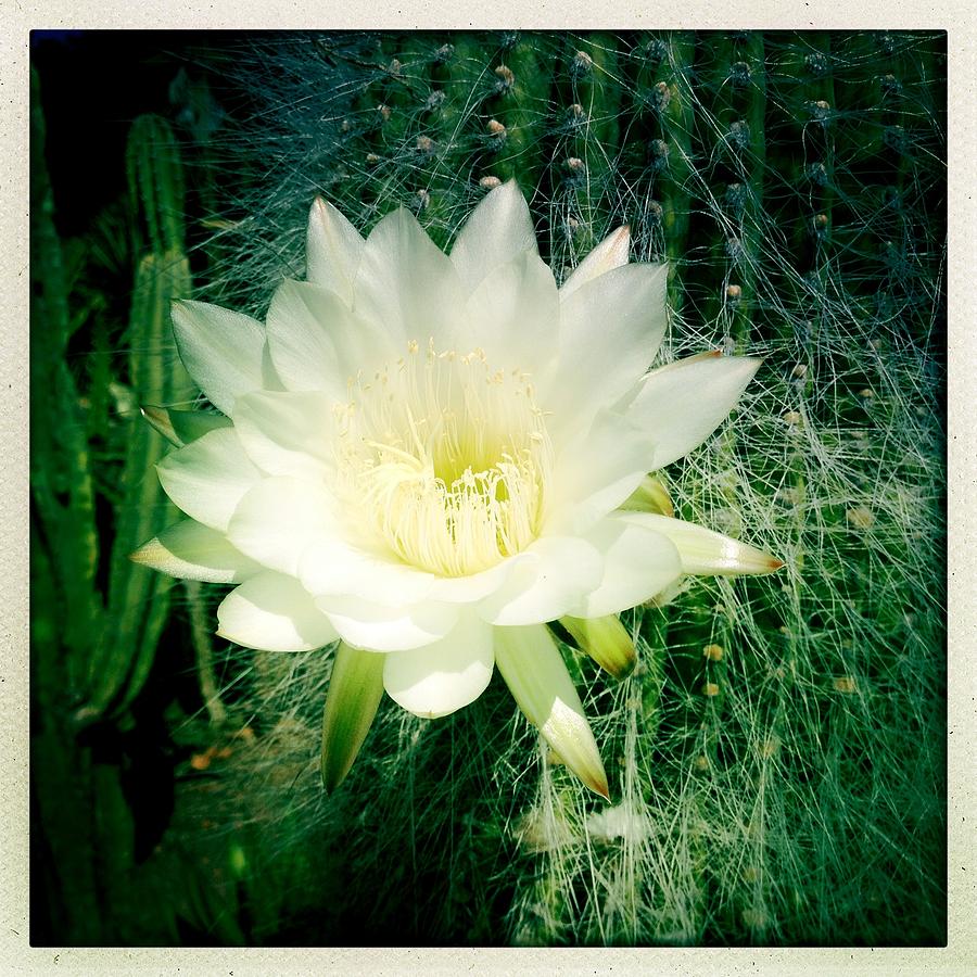 White Cactus Flower Photograph by Anne Thurston