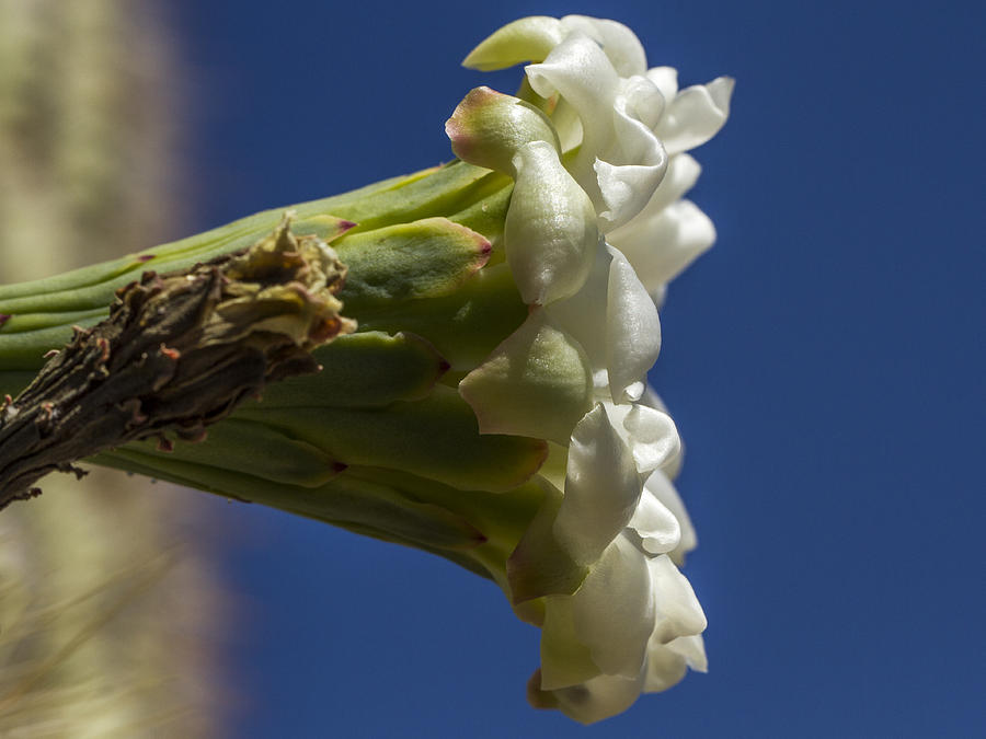White Cactus Flower Photograph by Jean Noren