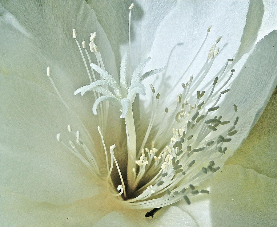 White Cactus Flower Photograph by Liz Vernand