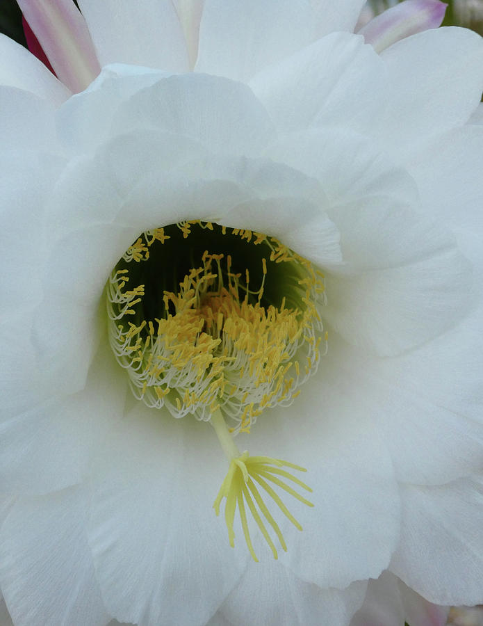 White Cactus Flower Macro Photograph by Marcia Socolik