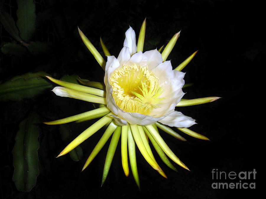 White cactus flower. Midnight star Photograph by Sofia Goldberg - Fine ...