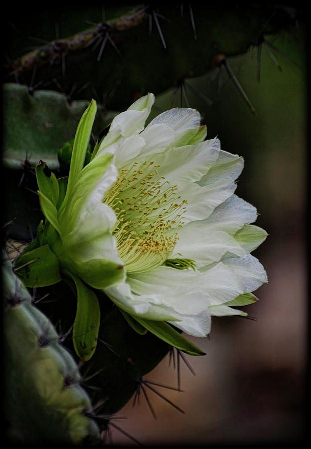 White Cactus Flower  Photograph by Saija Lehtonen