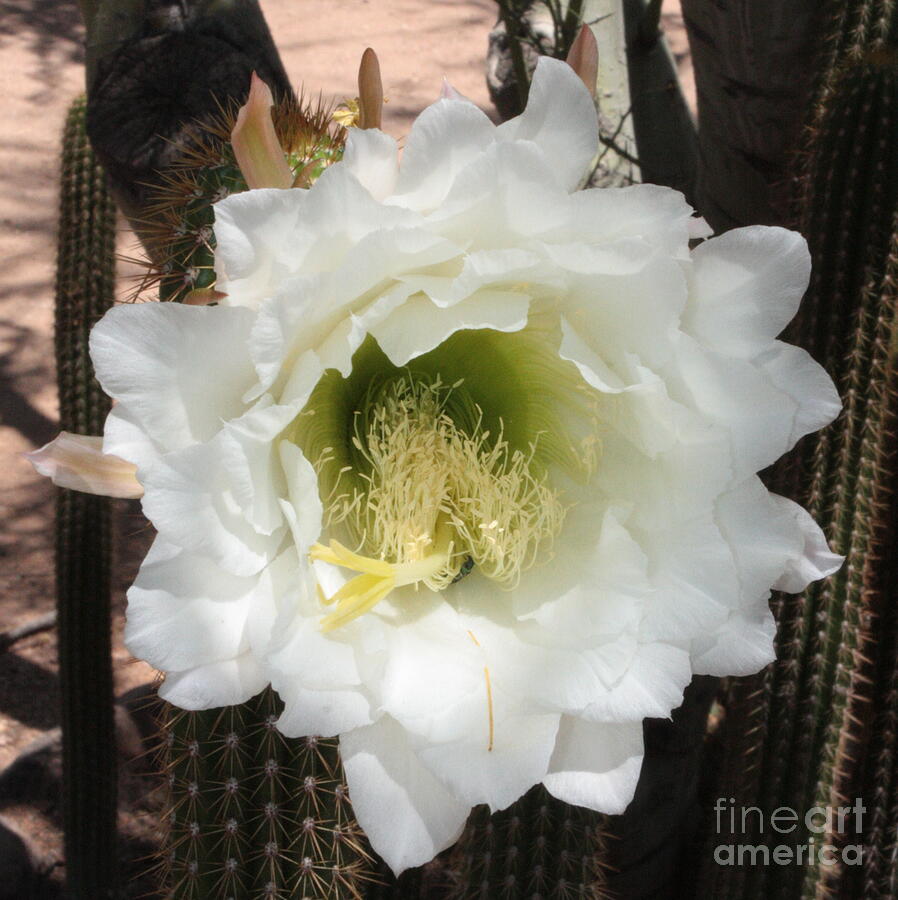 White Cactus Flower Square Photograph by Carol Groenen