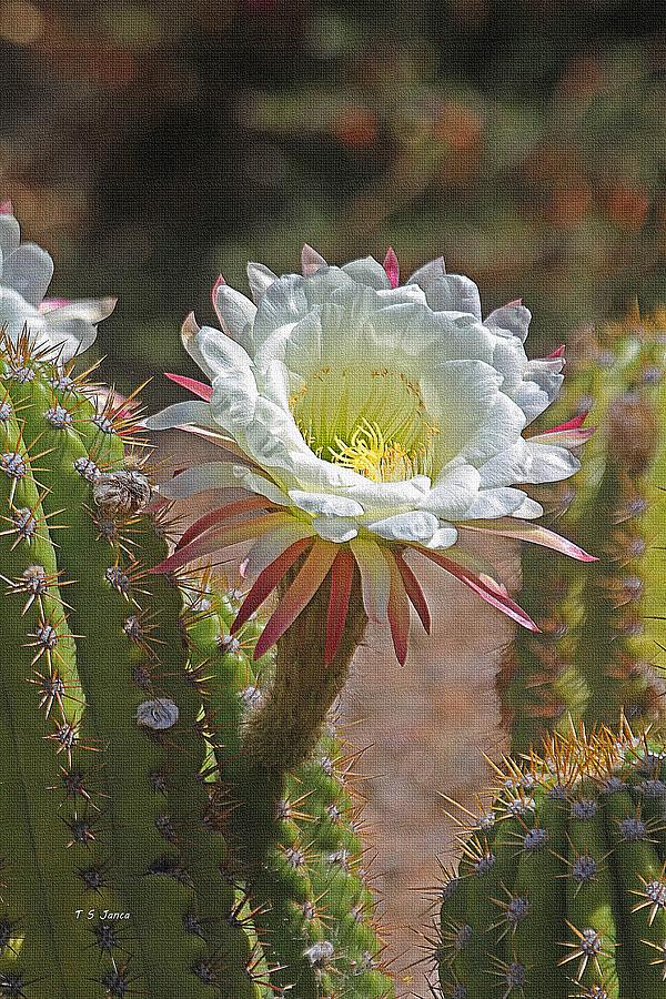 White Cactus Flower  Digital Art by Tom Janca