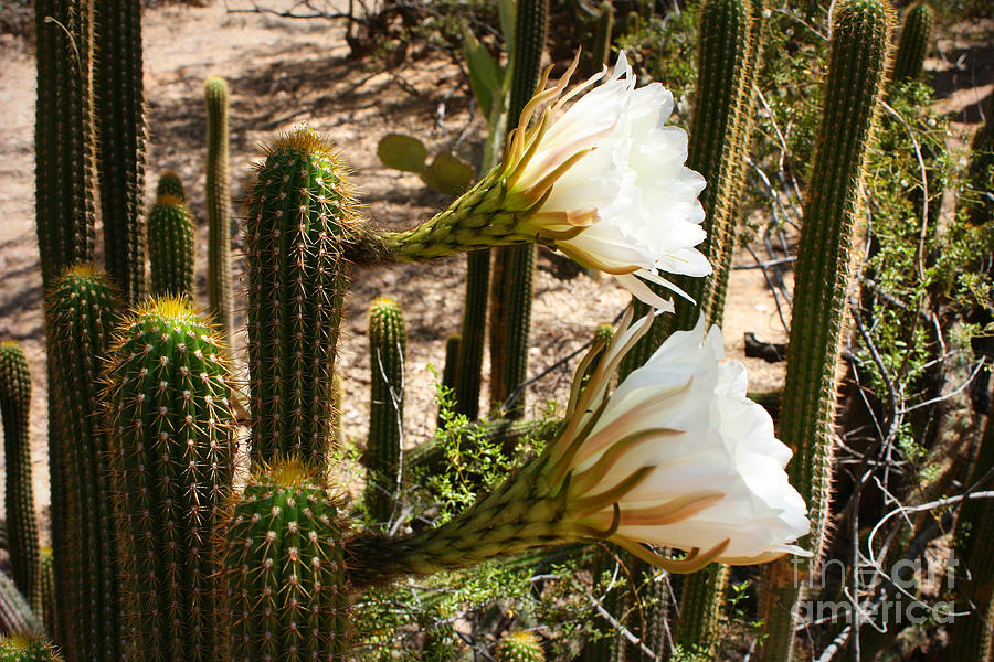 White Cactus Flowers Photograph by Carol Groenen