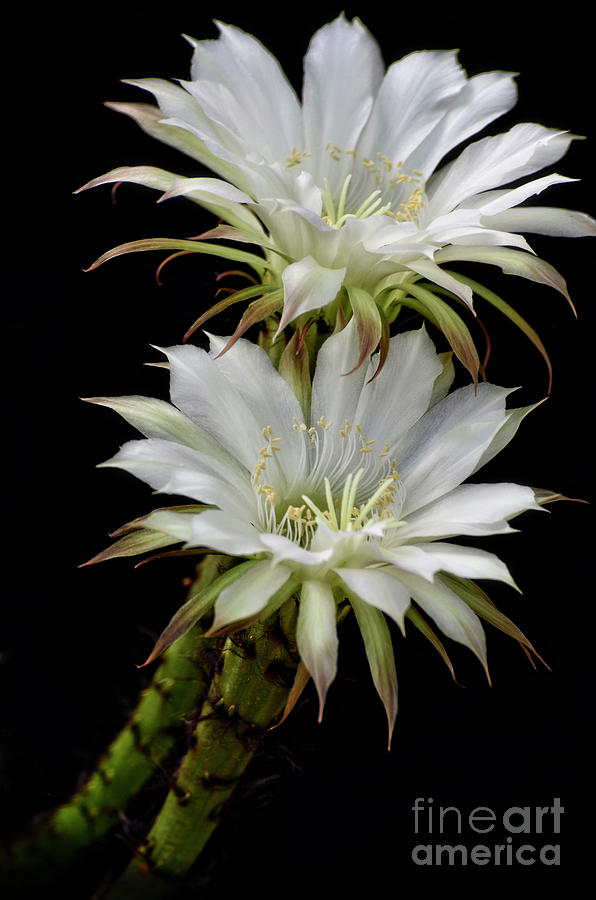 Nature Photograph - White Cactus Flowers by Saija Lehtonen