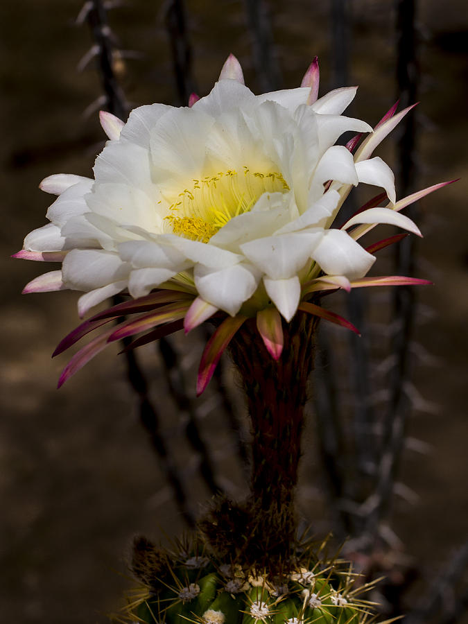 White Cactus Fower Photograph by Jean Noren