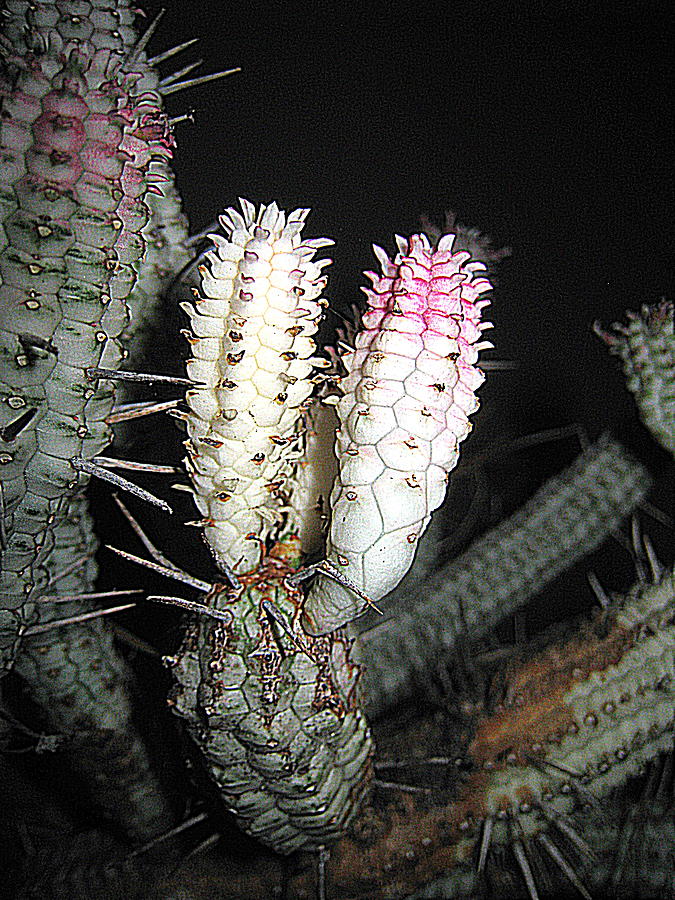 White Cactus Photograph by John King I I I