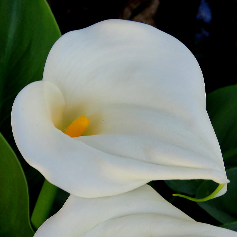 White Calla Lily Photograph by Pat Exum