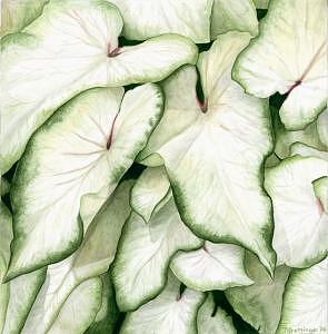 Nature Painting - White Caladiums by Patti Gettinger
