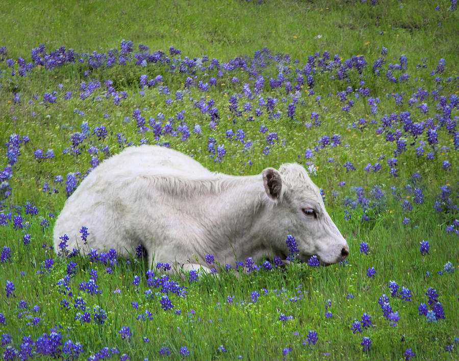 White Calf and Bluebonnets Photograph by David and Carol Kelly