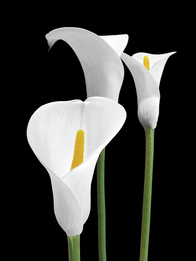 White Calla Lilies Photograph by Gill Billington