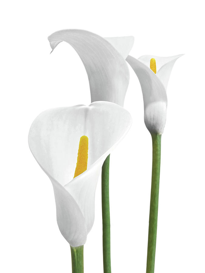 white calla lilies