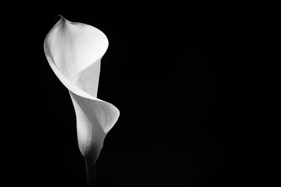 White Calla Lily 3 Photograph by Sherri Meyer
