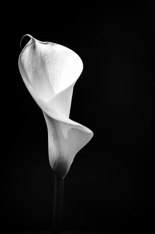 White Calla Lily 4 Photograph by Sherri Meyer