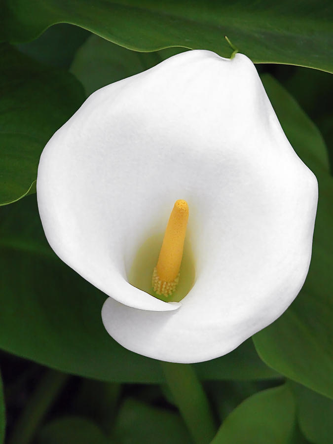 Flower Photograph - White Calla Lily by Alexandra Till