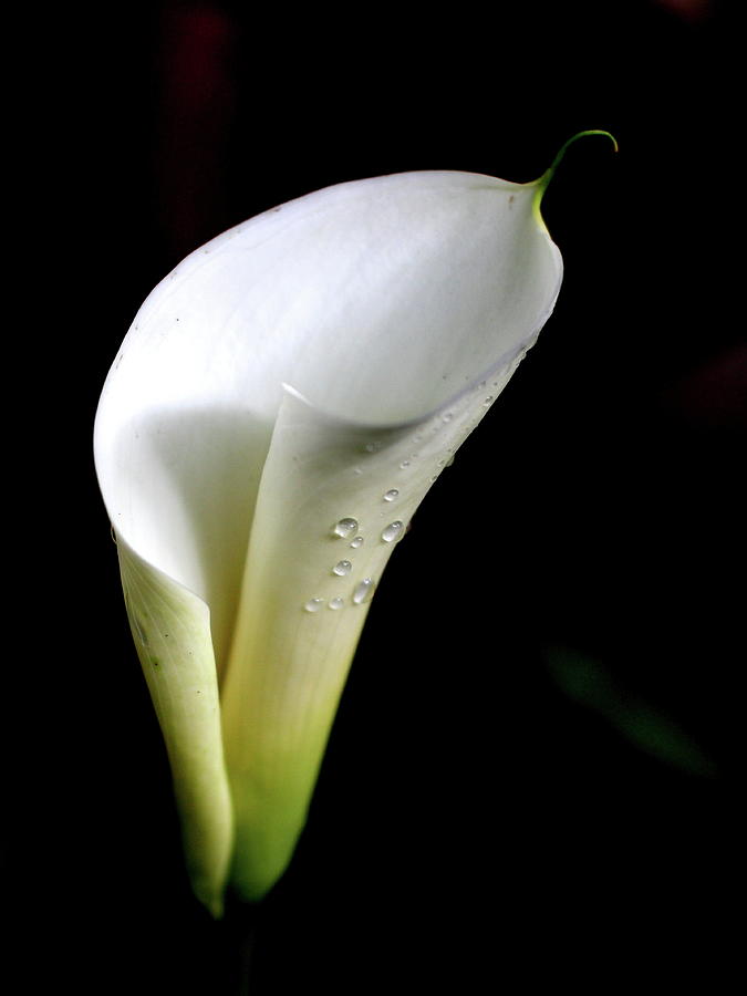 White Calla Lily Flower With Water Droplet . 7D5248 Photograph by Wingsdomain Art and Photography