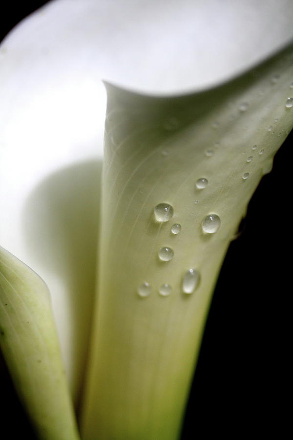 White Calla Lily Flower With Water Droplet . 7D5268 Photograph by Wingsdomain Art and Photography