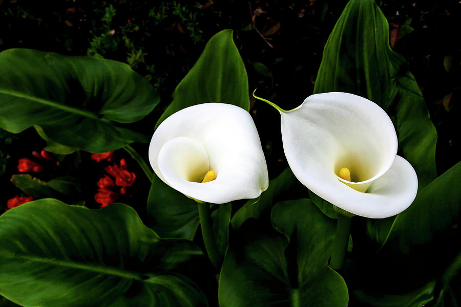 White Calla Lily Photograph by Gene Parks
