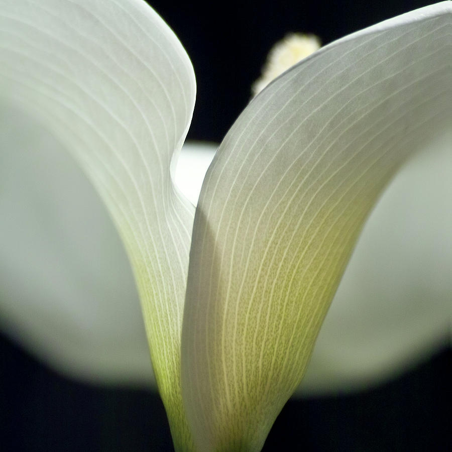 White Calla Lily Photograph by Heiko Koehrer-Wagner
