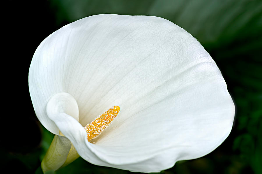 White Calla Lily Photograph by Max Martin
