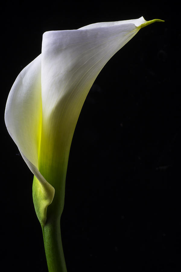 Flower Photograph - White Calla Lily Still Life by Garry Gay