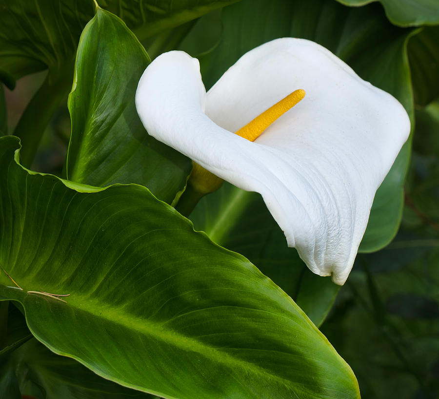 White Calla Lily with Green Foliage Photograph by Ken Wolter - Fine Art ...