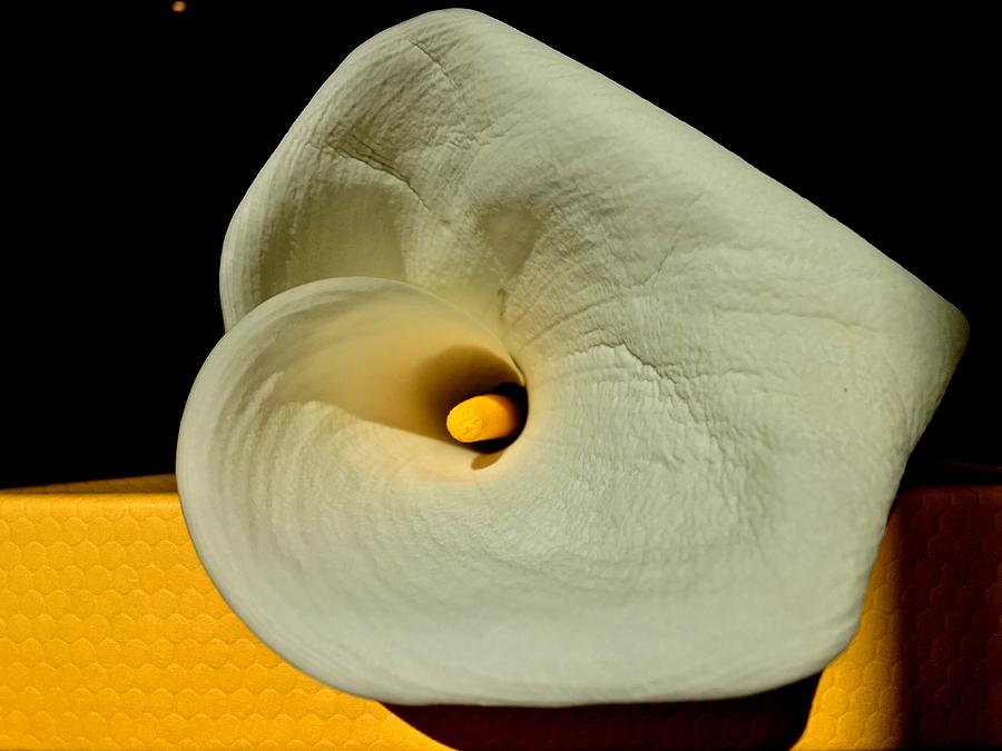 White Calla Lily With Hot Yellow Photograph by Yuri Tomashevi