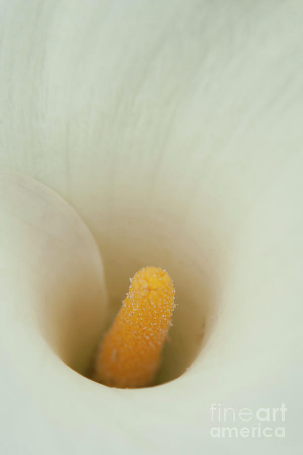 White Calla Lily Yellow Pistil Photograph by David Zanzinger