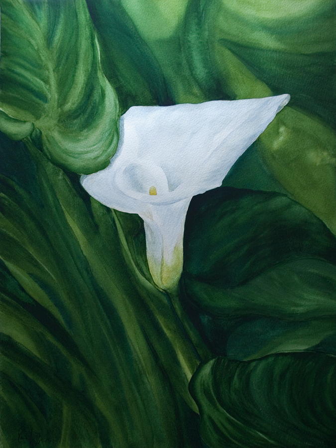 White Calla Painting by Monika Degan