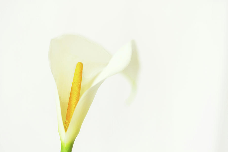 White Calla on White Photograph by Cheryl Day