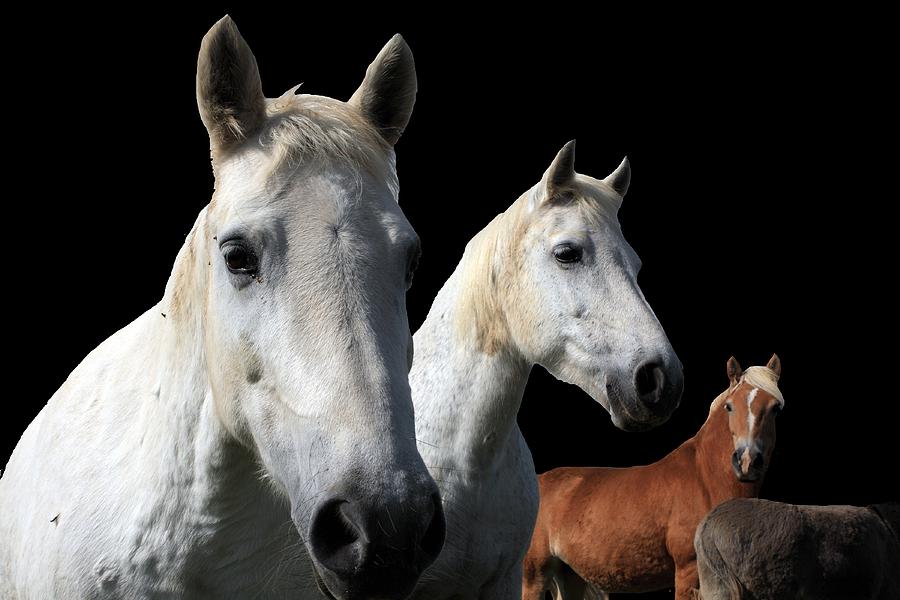 White Camargue Horses On Black Background Photograph by Aidan Moran