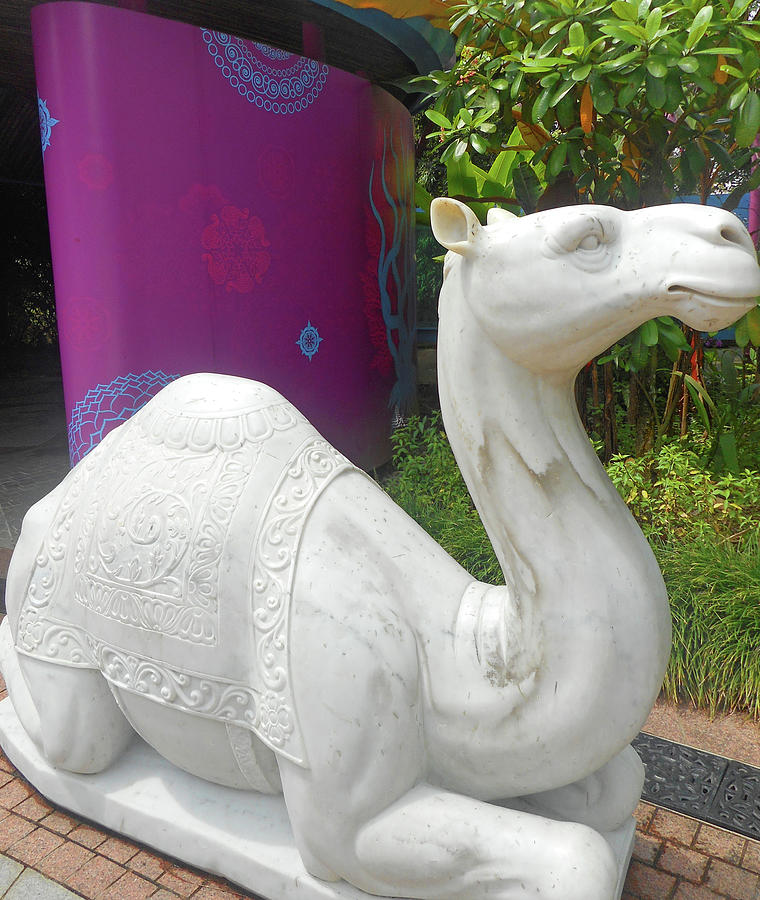 White Camel 1 Photograph by Ron Kandt