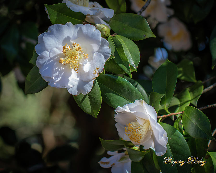 White Camelia 02 Photograph by Gregory Daley  MPSA
