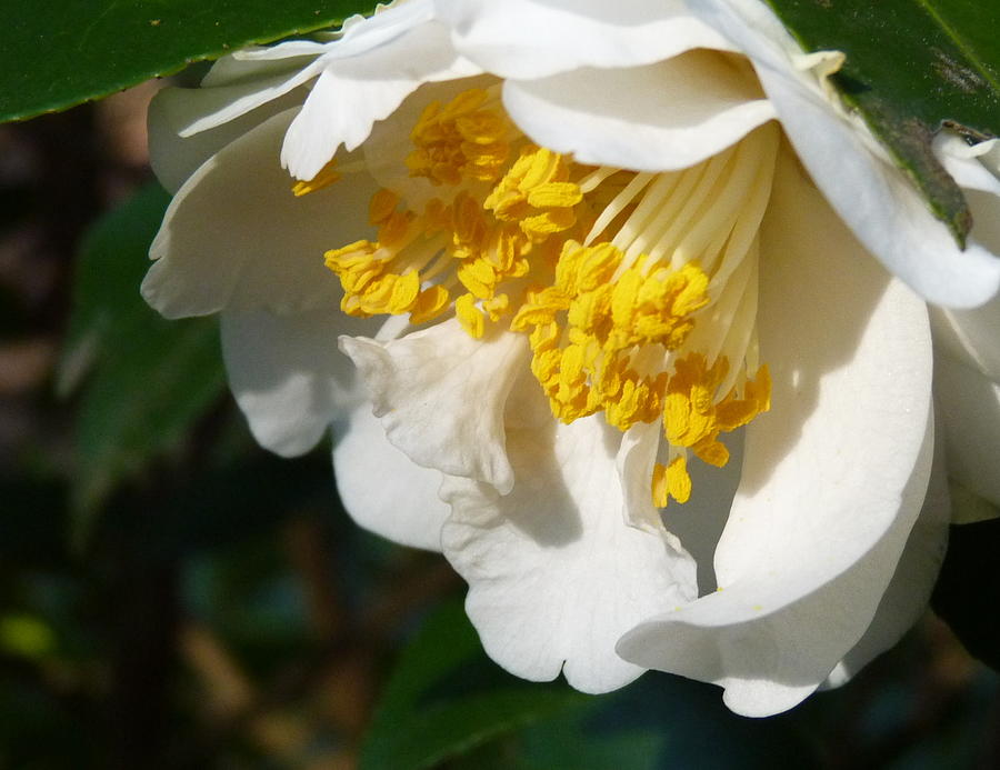 White Camellia Photograph by Carla Parris