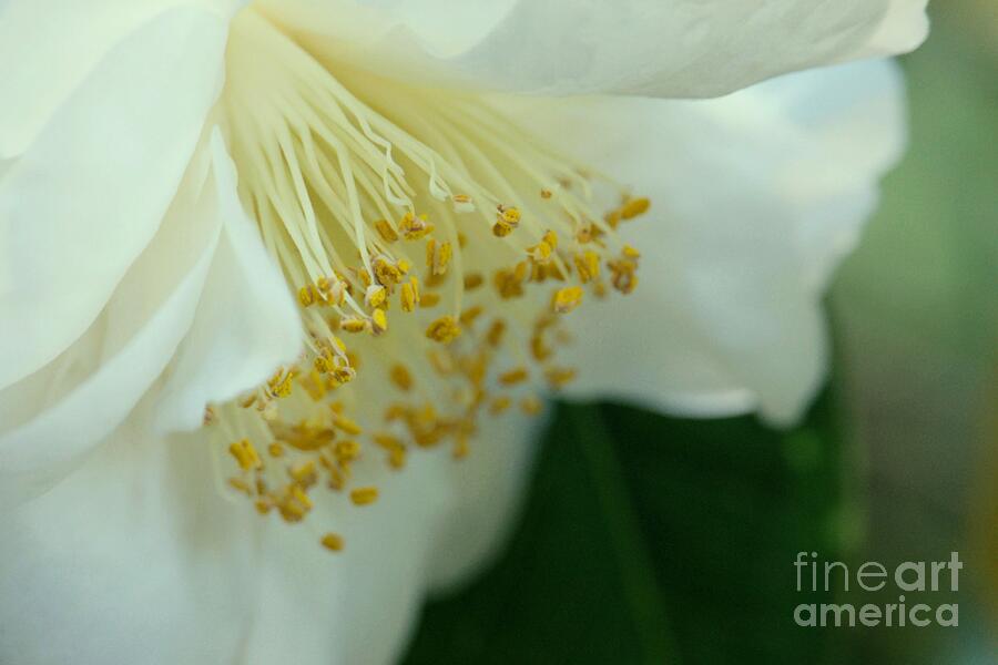 White Camellia Closeup Photograph by Patricia Strand