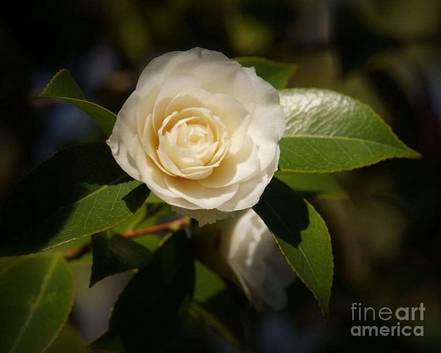 White Camellia Photograph by Patricia Strand