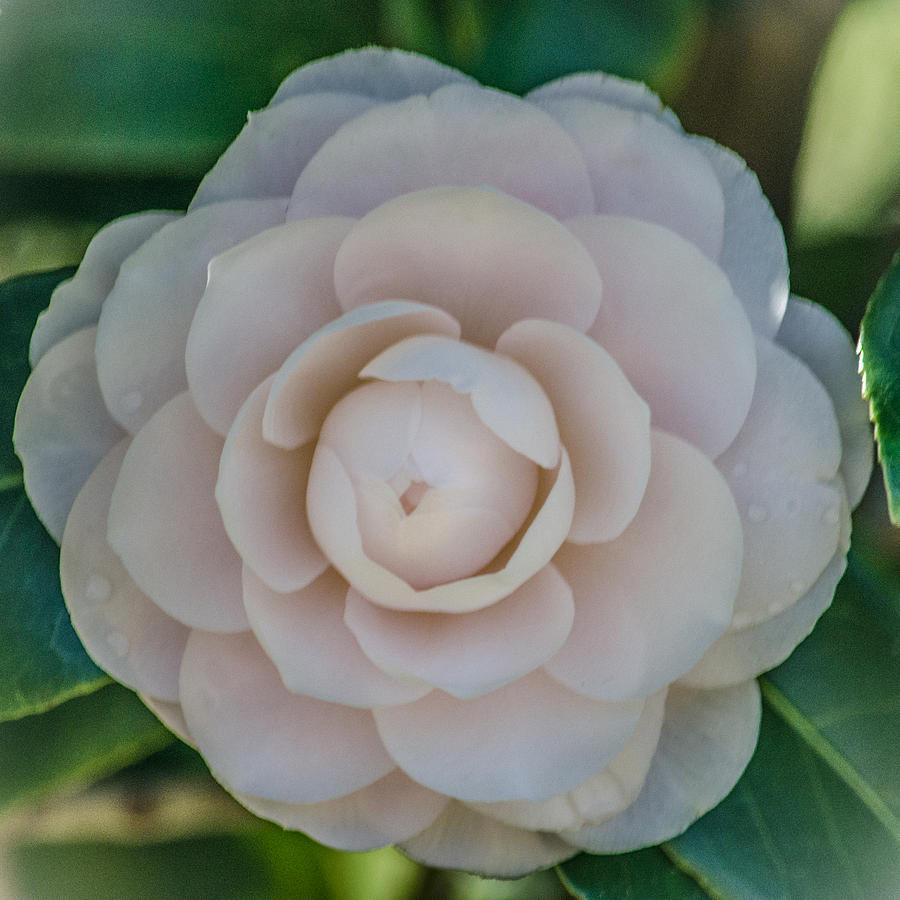 Spring Photograph - White Camellia by Renee Barnes